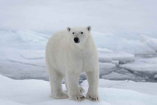 Winnipeg Charter flights to churchill